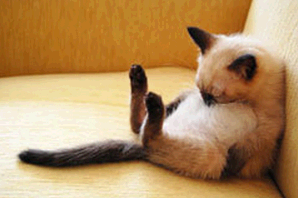 猫の風邪の症状と治療費は？【入院あるなし】 ｜ 雑学話題  雑学 